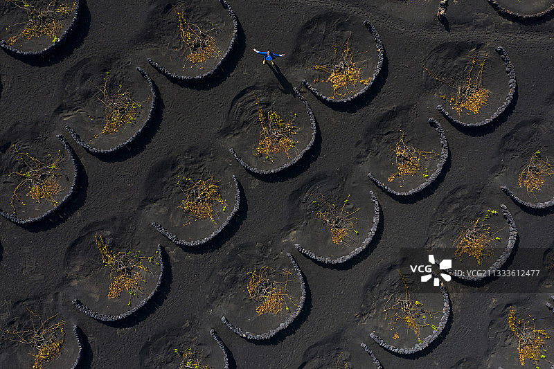 西班牙加那利群岛兰萨罗特岛火山景观葡萄园图片素材