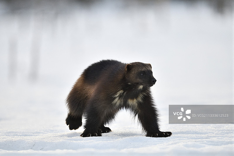 在芬兰北方森林雪地奔跑的狼獾图片素材