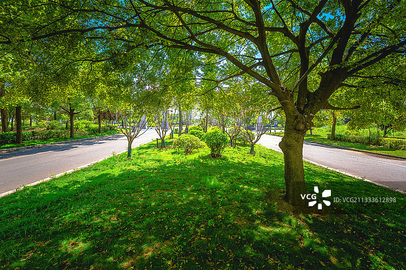 绿荫+老子文化生态园（道源国家湿地公园）+安徽亳州涡阳图片素材