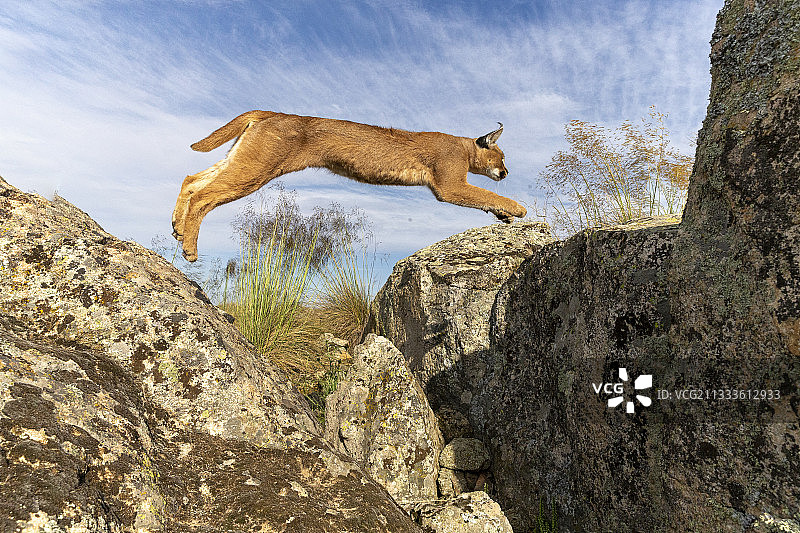 狞猫，非洲和亚洲，成年雄性，跳跃，奔跑，圈养图片素材