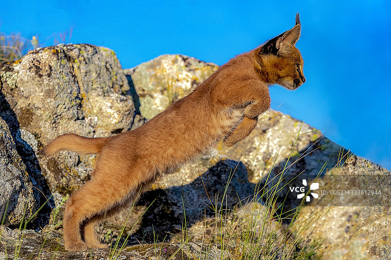 圈养狞猫幼崽跳跃图片素材