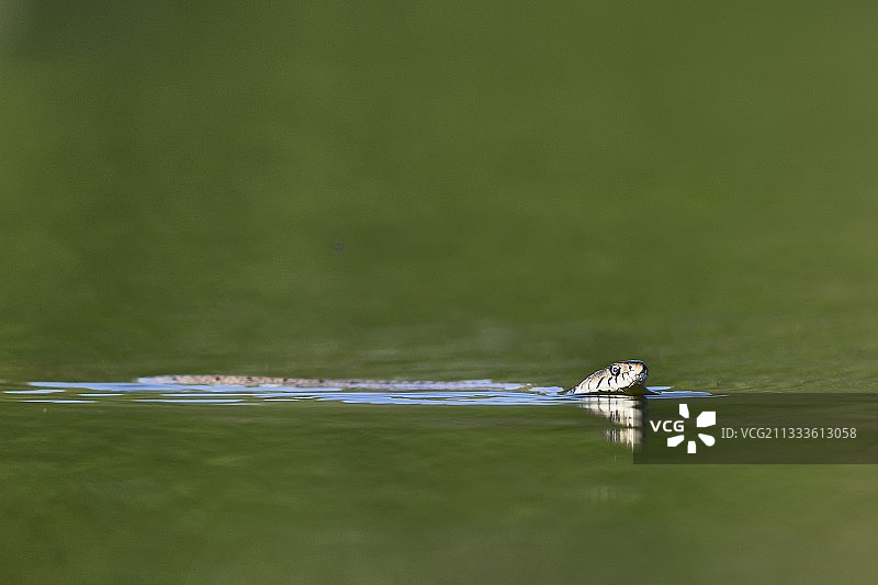 草蛇在法国池塘水面游泳图片素材