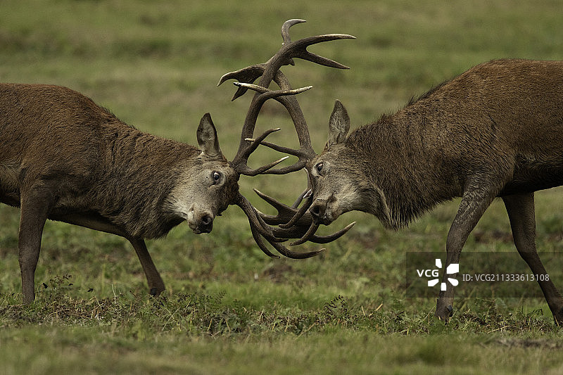 英国峰区国家公园：两只红鹿在发情期争斗图片素材