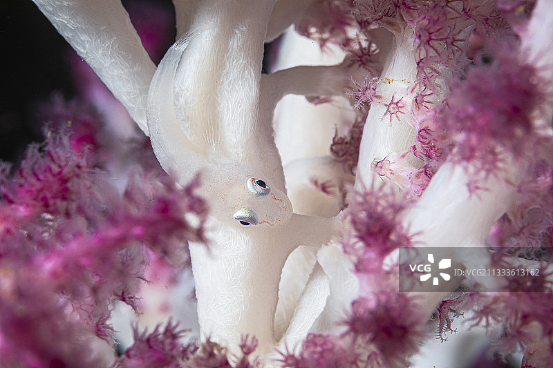 珊瑚上的软珊瑚幽灵虾虎鱼（Pleurosicya boldinghi），暮光区水深80米，马约特图片素材