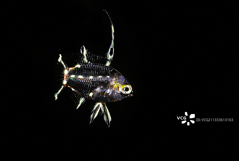 在马约特70米深处拍摄的丝鳍鹦鲷幼鱼图片素材