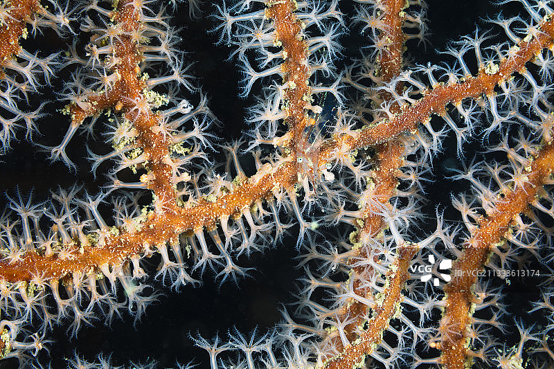 珊瑚上的透明虾：马约特岛图片素材