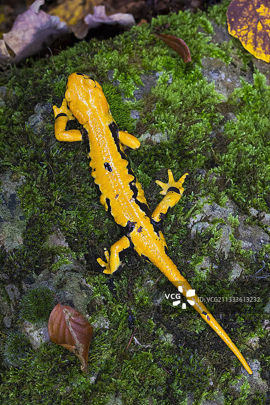 火蜥蜴图片素材