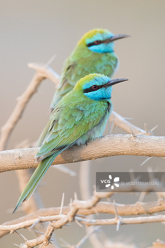 绿喉蜂虎（Merops orientalis cyanophrys），两只鸟栖息在树枝上，佐法尔，阿曼图片素材