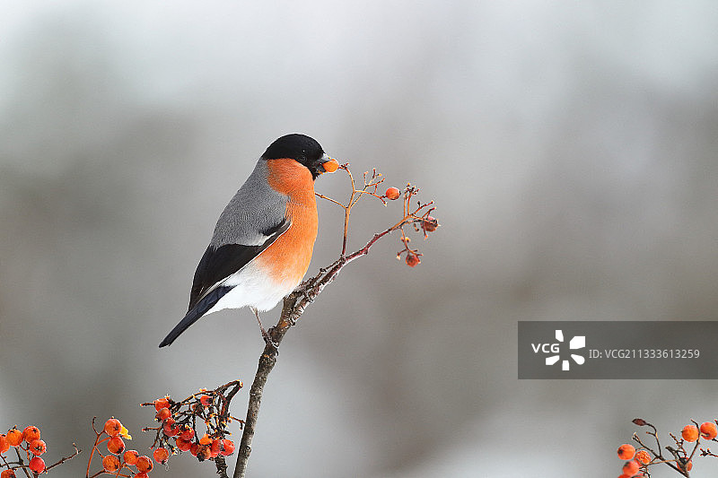 红腹灰雀：雄性在法国罗文的浆果上觅食图片素材
