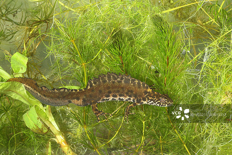 布拉修斯蝾螈图片素材