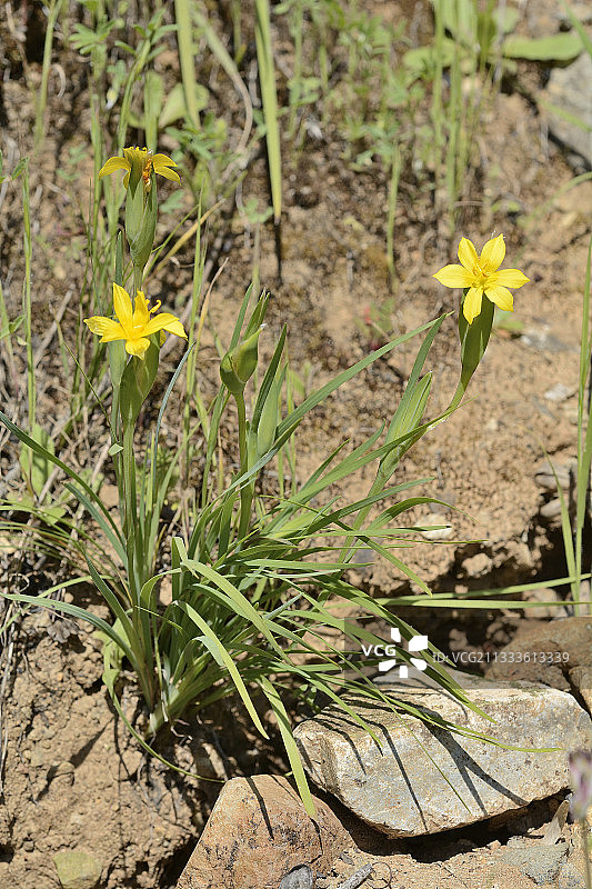 原产于智利的鸢尾科植物蓝眼草，位于智利瓦尔帕莱索区拉坎帕纳国家公园图片素材
