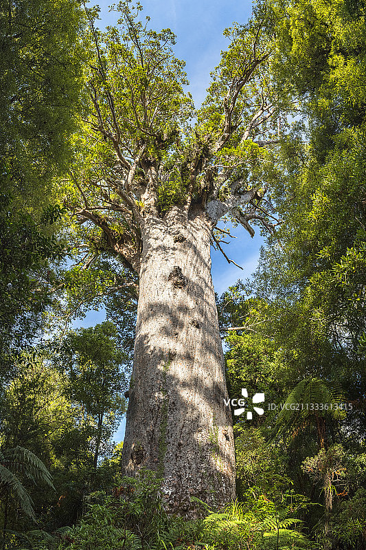 怀波瓦森林中的巨型贝壳杉图片素材