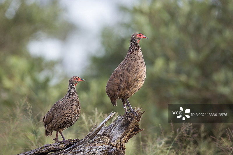 南非克鲁格国家公园栖息在原木上的斯温森鹧鸪图片素材
