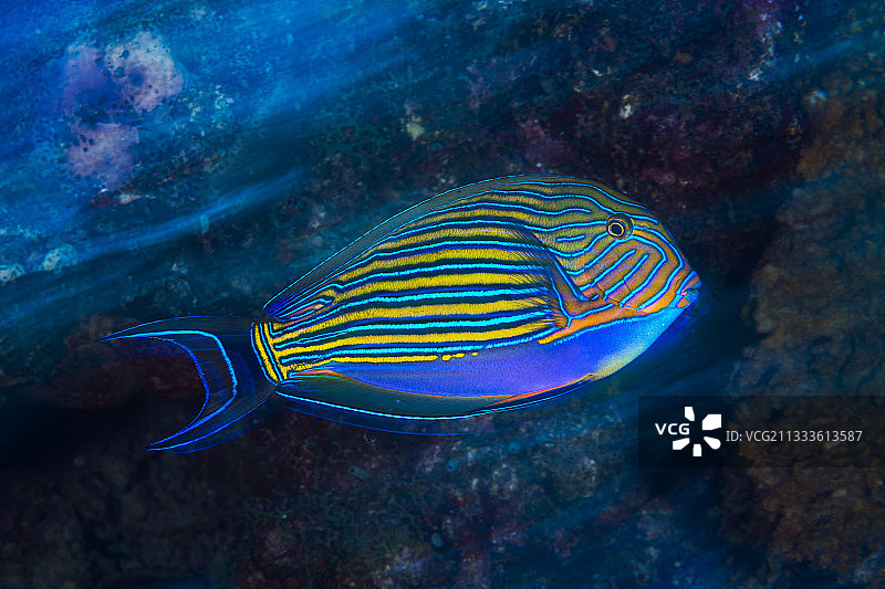 马约特岛礁石中的纹倒吊鱼图片素材