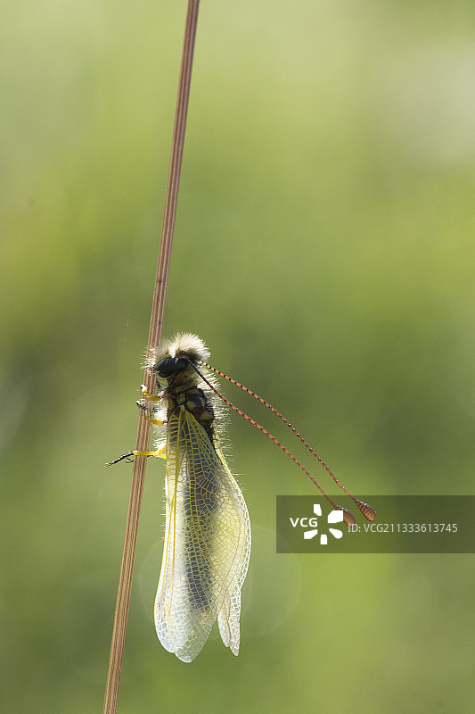 长角蝶蛉停留在茎上，法国默兹省钙质草原图片素材