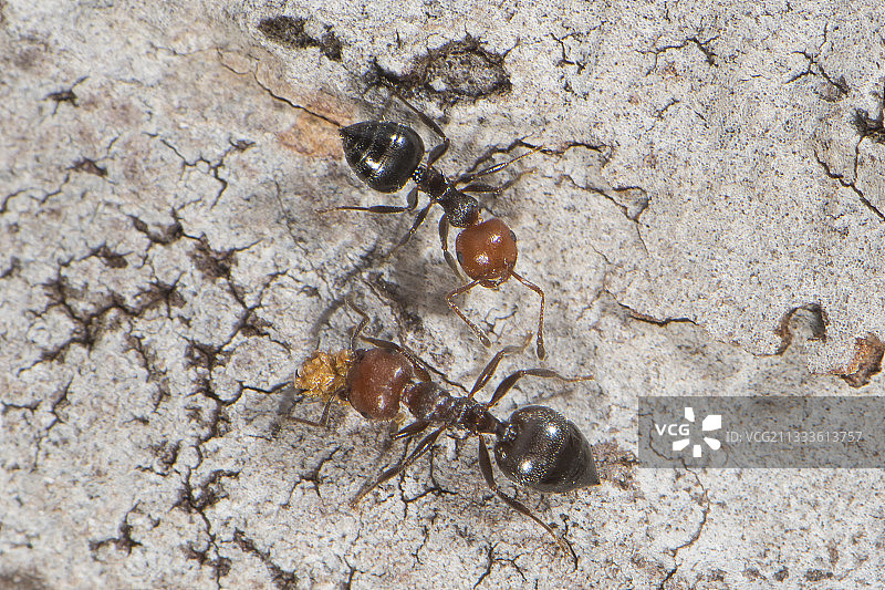 撒丁岛松树干上的红结蚁图片素材