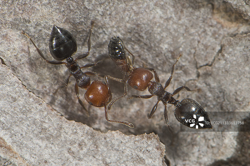 撒丁岛松树干上的红结蚁图片素材