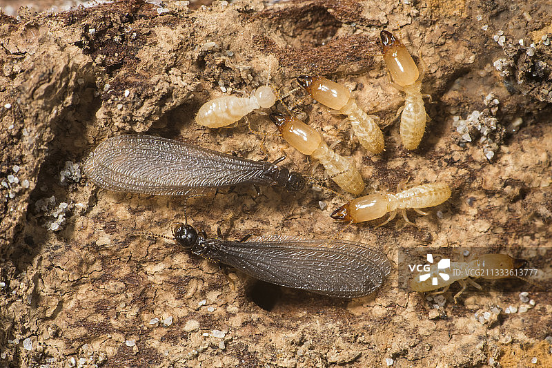 松木中带有翅膀的桑托涅白蚁图片素材
