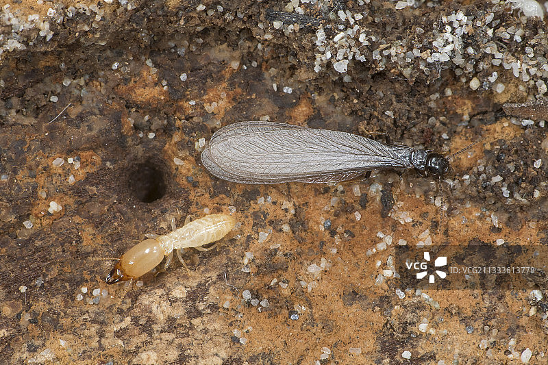 松木中带有翅膀的桑托涅白蚁图片素材
