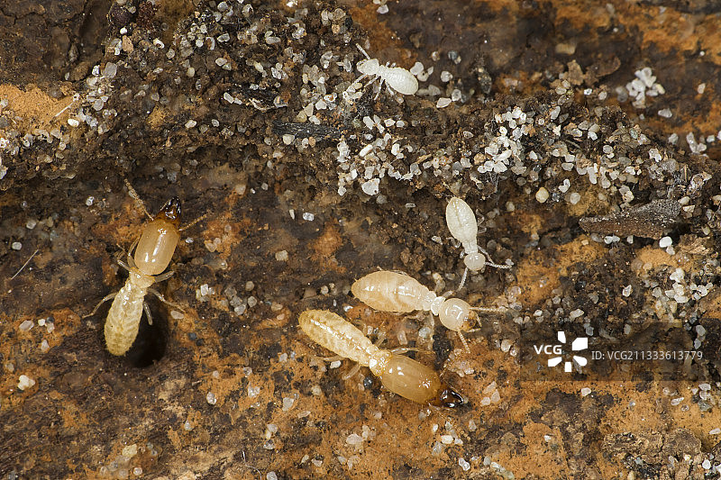 松木中的桑托涅白蚁（Reticulitermes santonensis），撒丁岛图片素材