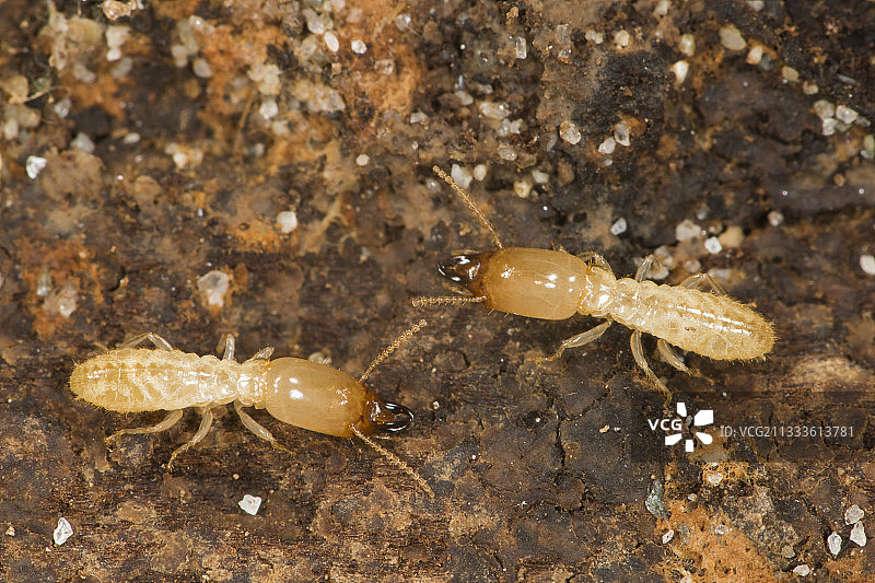 松木中的桑托涅白蚁（Reticulitermes santonensis），撒丁岛图片素材