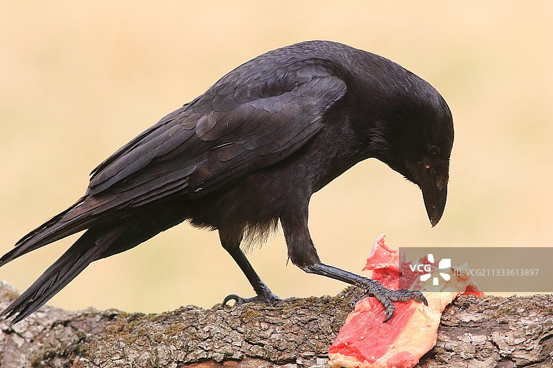 在树枝上觅食的乌鸦（学名：Corvus corone），法国图片素材