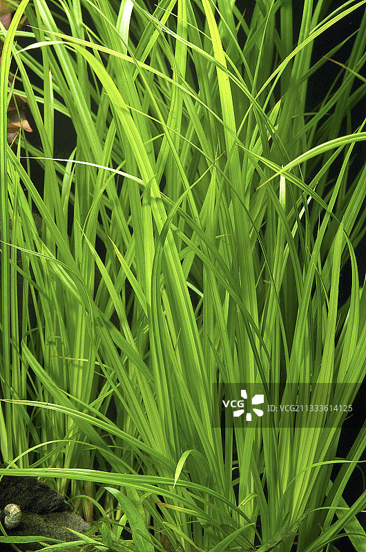 水族箱中的椒草图片素材