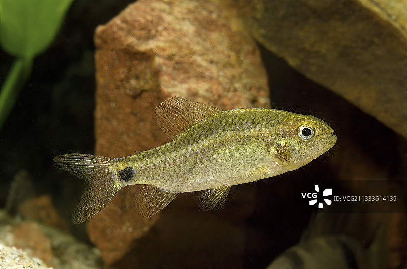 帆鳍脂鲤（Crenuchus spilurus）雌性图片素材