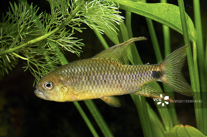 sailfin tetra图片素材