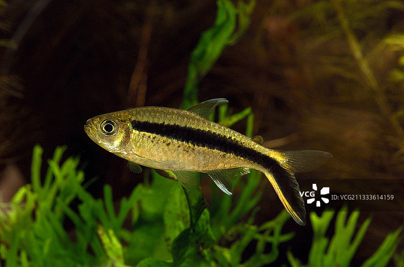 黑线企鹅鱼图片素材