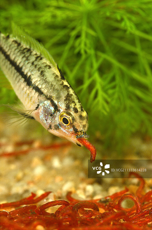 普卡尔帕拟丽鱼（Apistogrammoides pucallpaensis）吃血虫图片素材