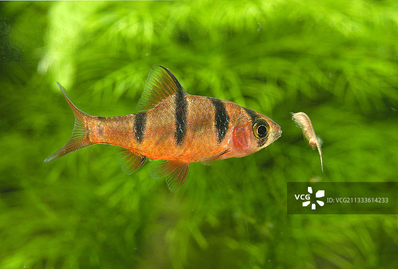 五带无须魮在水族箱中吃丰年虾图片素材