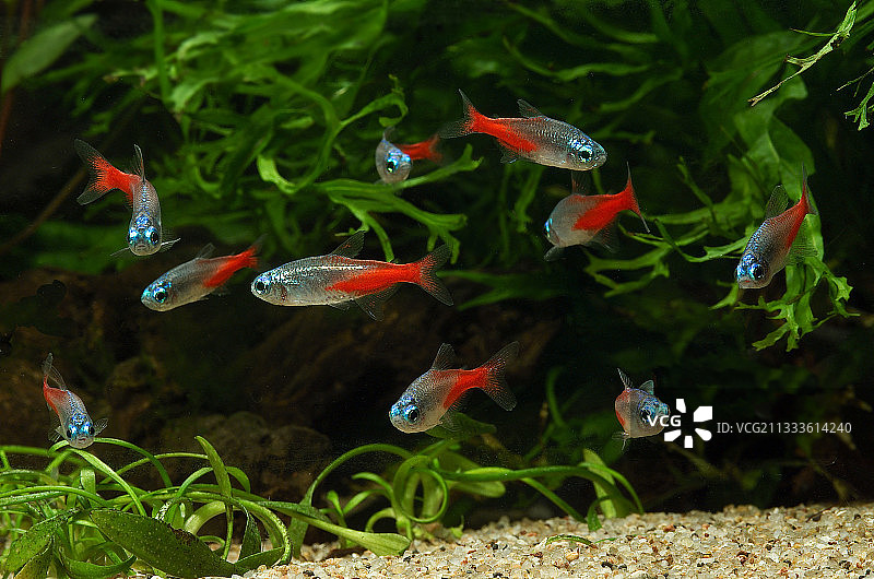 霓虹灯鱼图片素材