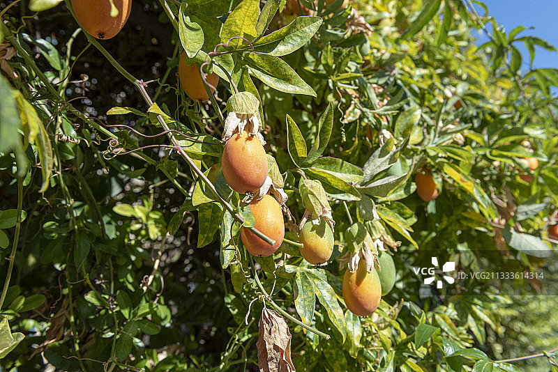 花园中的蓝色西番莲果实图片素材