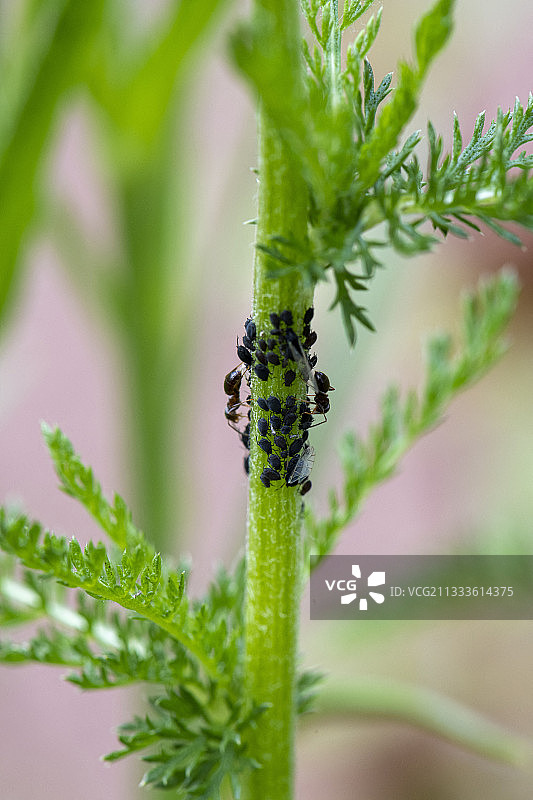 法国摩泽尔省春季蚂蚁维护的黑色蚜虫群落图片素材