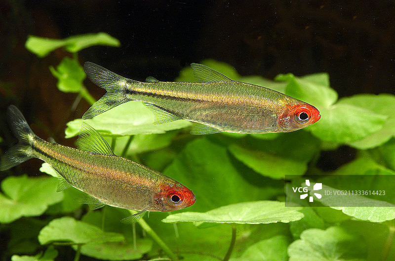 一对红鼻剪刀鱼图片素材