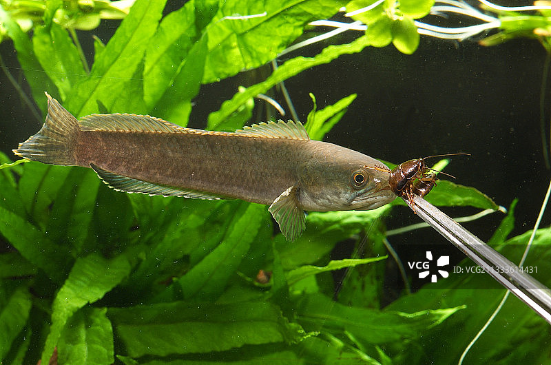 正在捕食蟑螂的雄性盖椒鱼图片素材