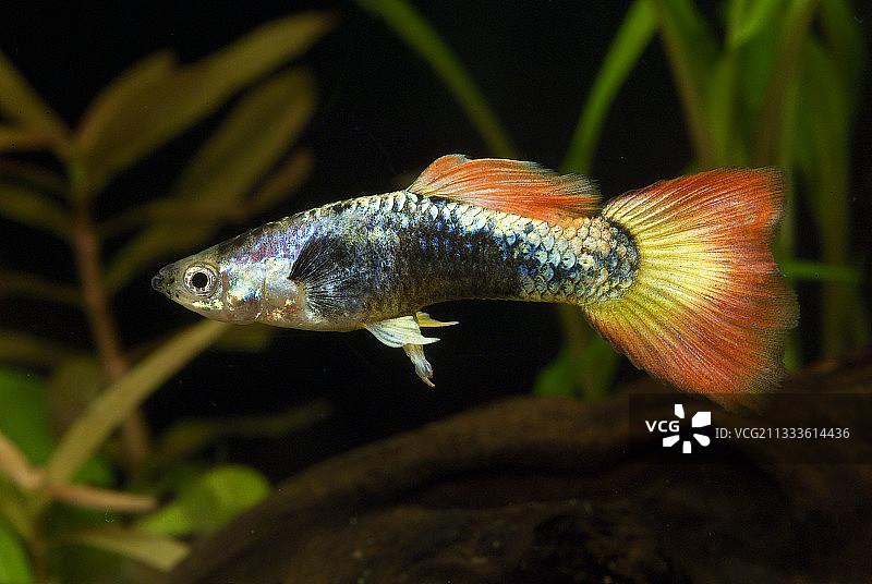 霓虹火焰孔雀鱼（雄性）图片素材