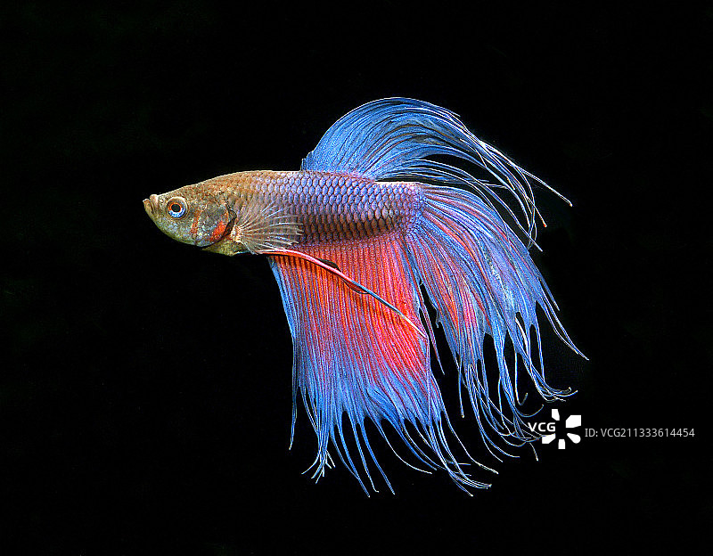 皇冠尾雄性暹罗斗鱼图片素材