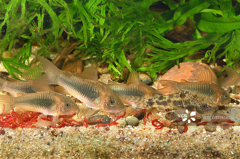 青铜鼠鱼和花椒鼠鱼在水族箱中吃红虫图片素材