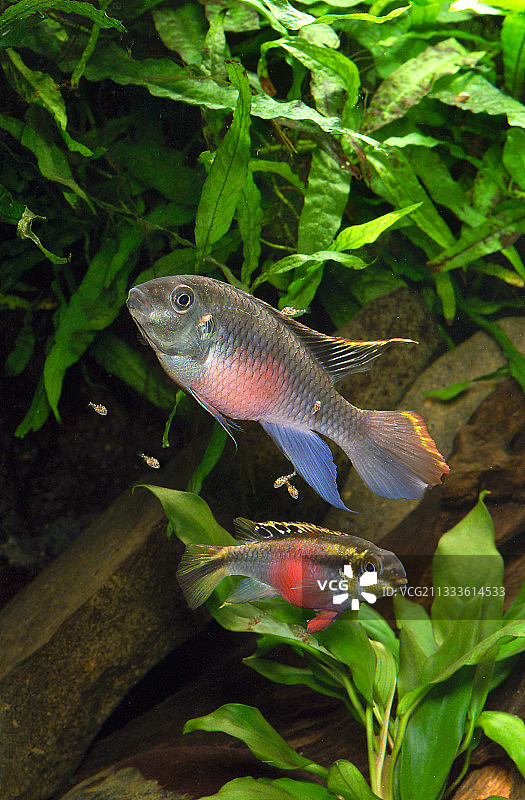 克里本西斯鱼（丽丽鱼），雄性和雌性守护幼鱼图片素材