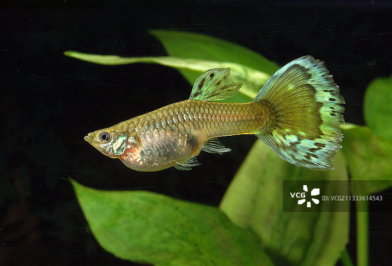 用雄激素处理的雌性孔雀鱼的男性化（大的尾鳍和生殖肢的迹象）图片素材