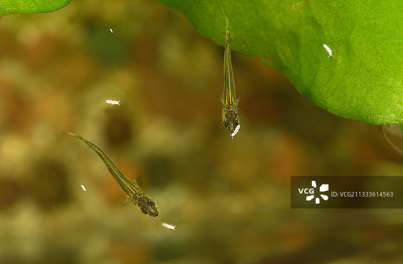 两天大的颌针鱼鱼苗在水族箱中捕食弹尾虫图片素材