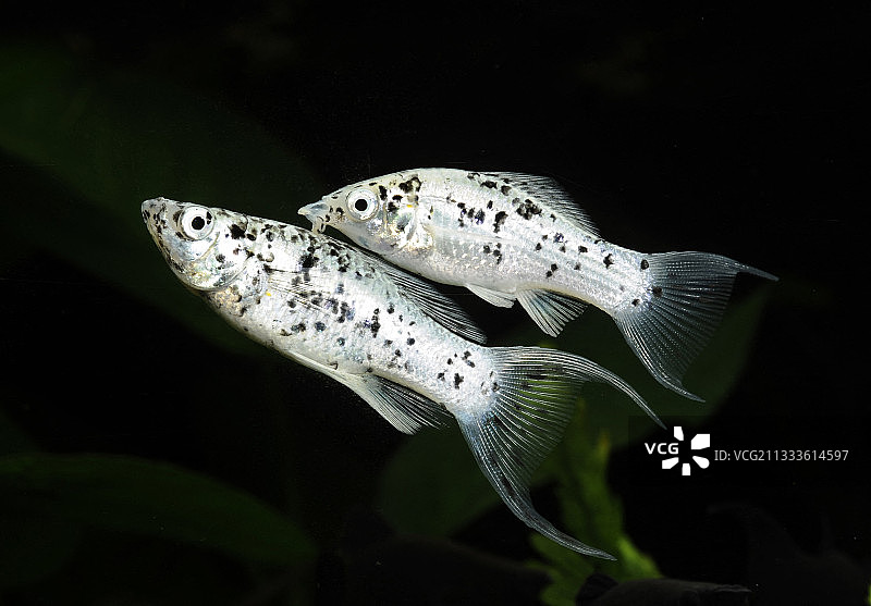 达尔马提亚琴尾莫莉鱼（花鳉属），一对图片素材