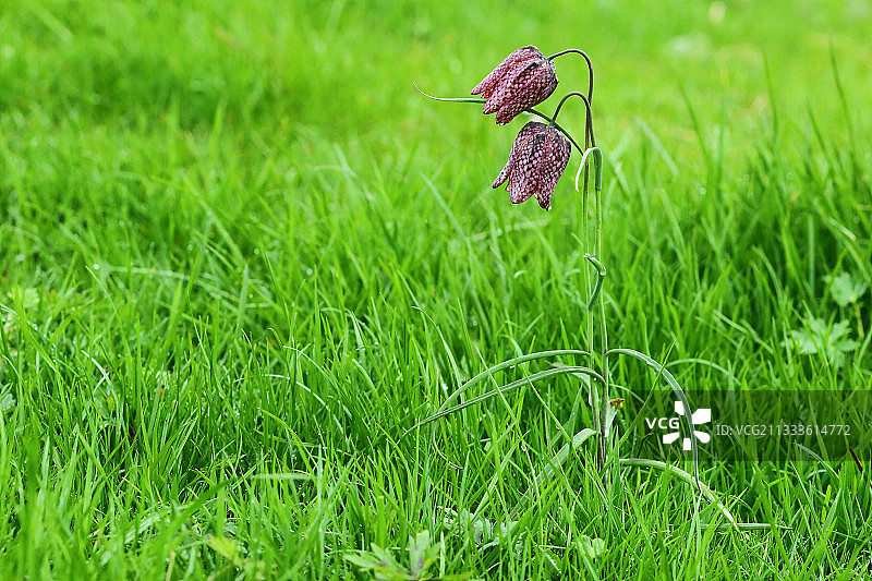 盛开的贝母花，法国卢瓦尔河畔图片素材