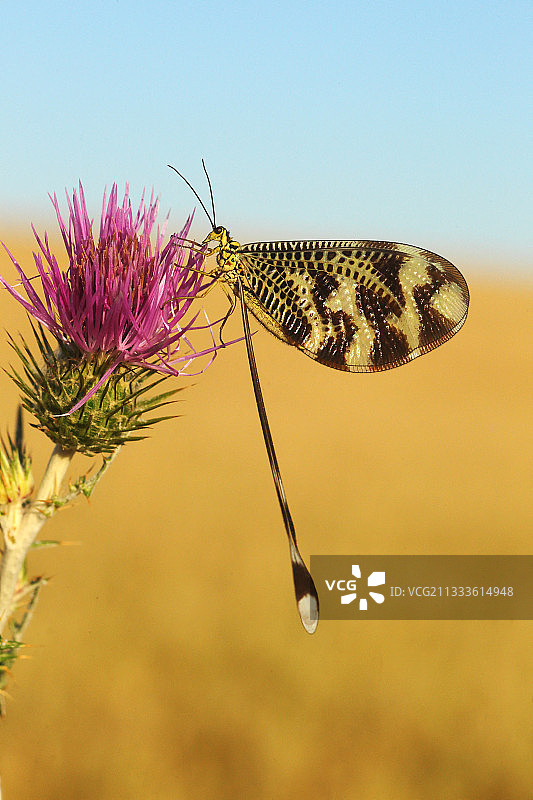 蓟花上的匙翅蛾图片素材