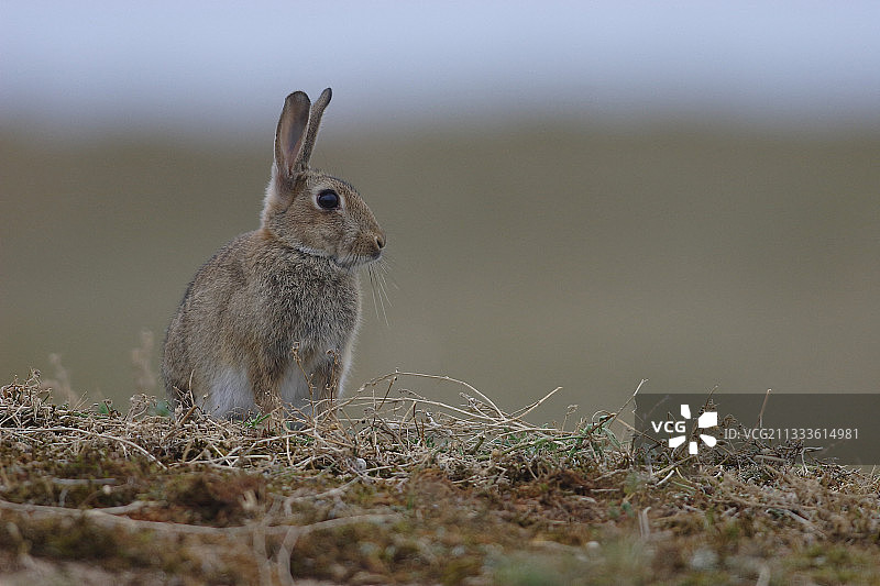沙丘中的野兔图片素材