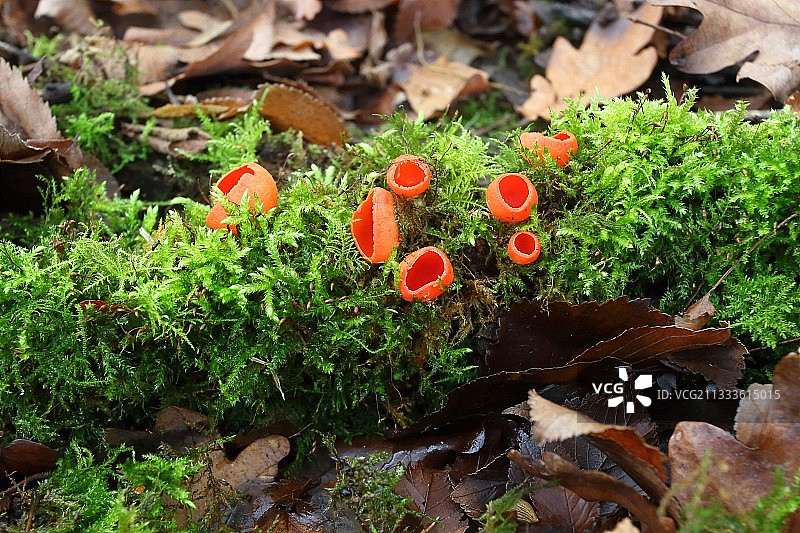 在枯木上的猩红杯真菌，法国图片素材