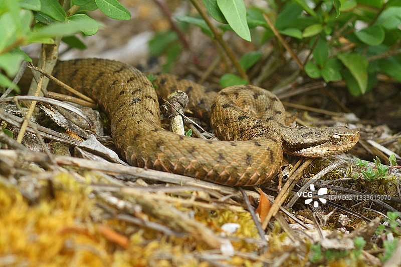 毒蝰蛇，法国图片素材