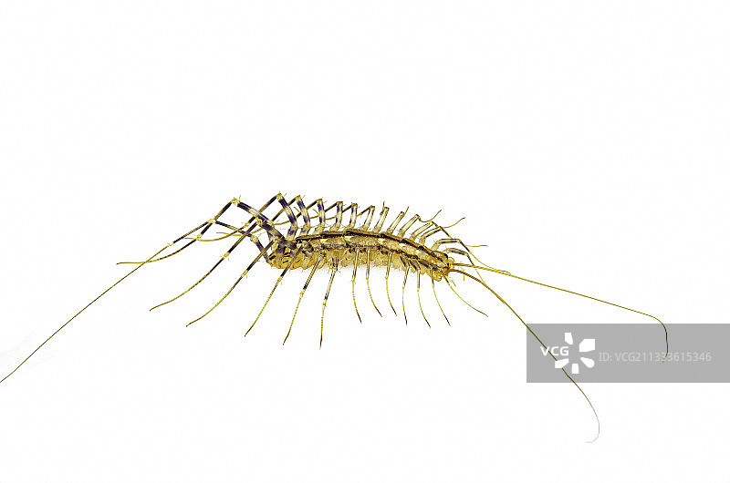 家蜈蚣图片素材